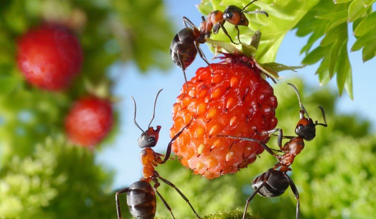 https://sp-ao.shortpixel.ai/client/to_webp,q_glossy,ret_img,w_300/https://peptechbio.com/wp-content/uploads/2022/07/berries-1-300x200.jpg